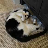 Thumbnail photo of June Bug #3