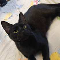 Thumbnail photo of Bon Bon #3