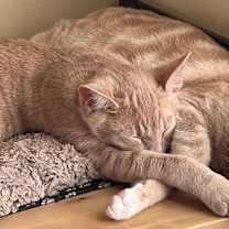 Thumbnail photo of Immanuel #1