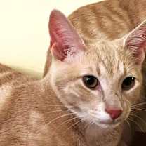 Thumbnail photo of Immanuel #2