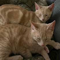 Thumbnail photo of Immanuel #3