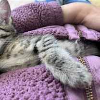 Thumbnail photo of Snickers #1