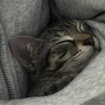 Thumbnail photo of Snickers #2
