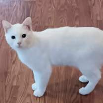 Thumbnail photo of Scamper COURTESY POST (no adoption fee-FREE) #2