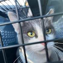 Thumbnail photo of Domino #2