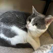 Thumbnail photo of Domino #3