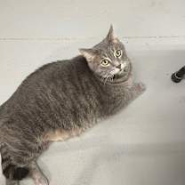 Thumbnail photo of OSCAR #2