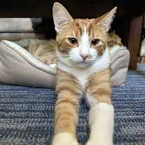 Thumbnail photo of Tiger #1