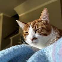 Thumbnail photo of Tiger #2