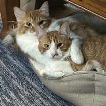 Thumbnail photo of Tiger #3