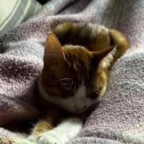 Thumbnail photo of Tiger #4