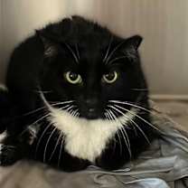 Thumbnail photo of Alexa-(Working Cat) #2