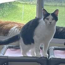 Thumbnail photo of Ackston #2