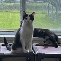 Thumbnail photo of Ackston #3