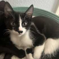 Thumbnail photo of Rocky H #4