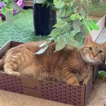 Thumbnail photo of LEO #3
