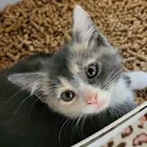 Thumbnail photo of Clover #1