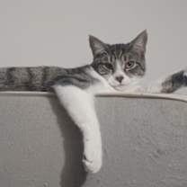 Thumbnail photo of Ramen #1