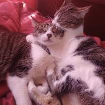 Thumbnail photo of Ramen #3