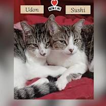 Thumbnail photo of Udon #2