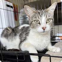 Thumbnail photo of Sushi #2