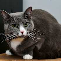 Thumbnail photo of Elizabeth #1