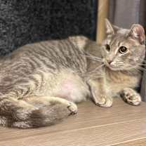 Thumbnail photo of Hudson - JW #2