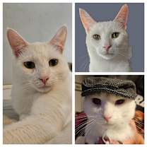 Thumbnail photo of Gilbert - AC #1