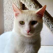 Thumbnail photo of Gilbert - AC #2