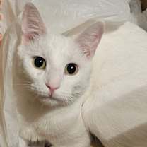 Thumbnail photo of Gilbert - AC #3