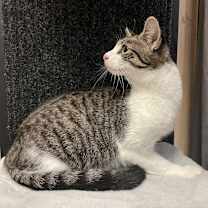 Thumbnail photo of Darcy - AC #1