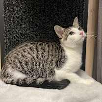 Thumbnail photo of Darcy - AC #2
