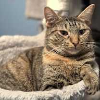 Thumbnail photo of Curtsy - MS #1