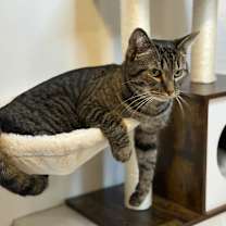 Thumbnail photo of Louie - MS #1