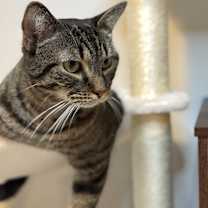Thumbnail photo of Louie - MS #2