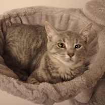 Thumbnail photo of Truffle - JM #1