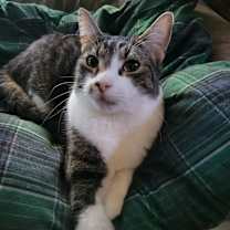 Thumbnail photo of Cupcake #1