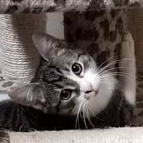Thumbnail photo of Cupcake #2