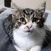 Thumbnail photo of Cupcake #3