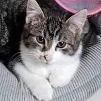 Thumbnail photo of Cupcake #4
