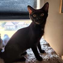 Thumbnail photo of Fry #1