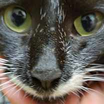 Thumbnail photo of Bonnie Blue #2