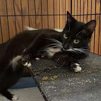 Thumbnail photo of Bonnie Blue #4