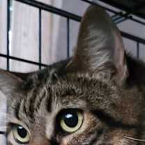 Thumbnail photo of Poppy #1
