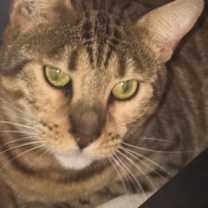 Thumbnail photo of Lavendar #1