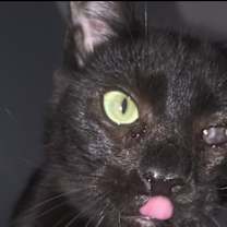 Thumbnail photo of Wavy Gravy #1