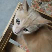 Thumbnail photo of Marmalade #3