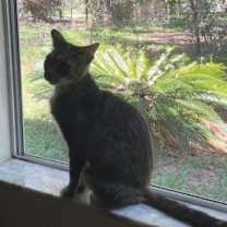 Thumbnail photo of Aspen #1