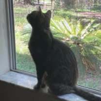 Thumbnail photo of Aspen #3