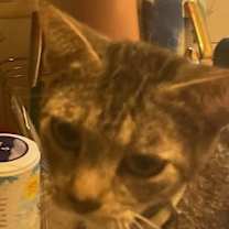 Thumbnail photo of Aspen #4